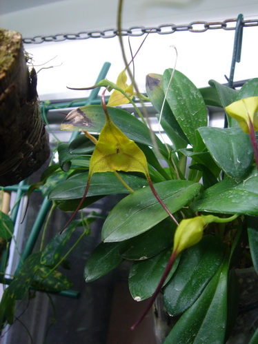 Masdevallia triangularis. Masd_t10