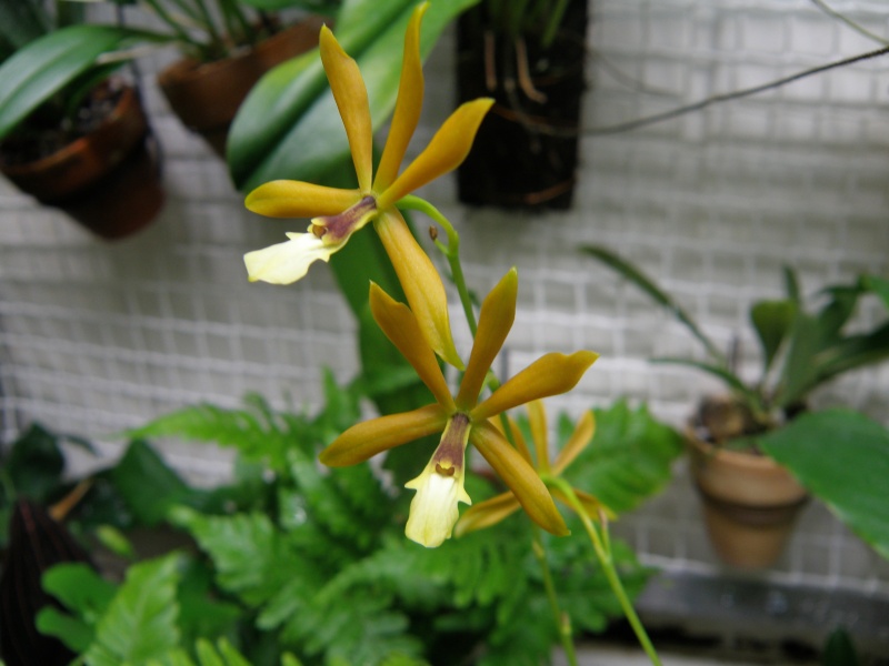 Epidendrum vitellinum x (tripunctatum x semialperta) P5030010