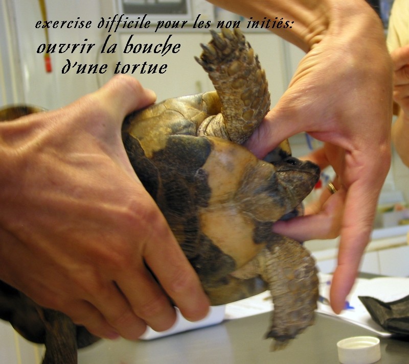 Pour les amoureux des tortues Hermann : stage au village des tortues de Gonfaron (Sud de la France) Fer_st96