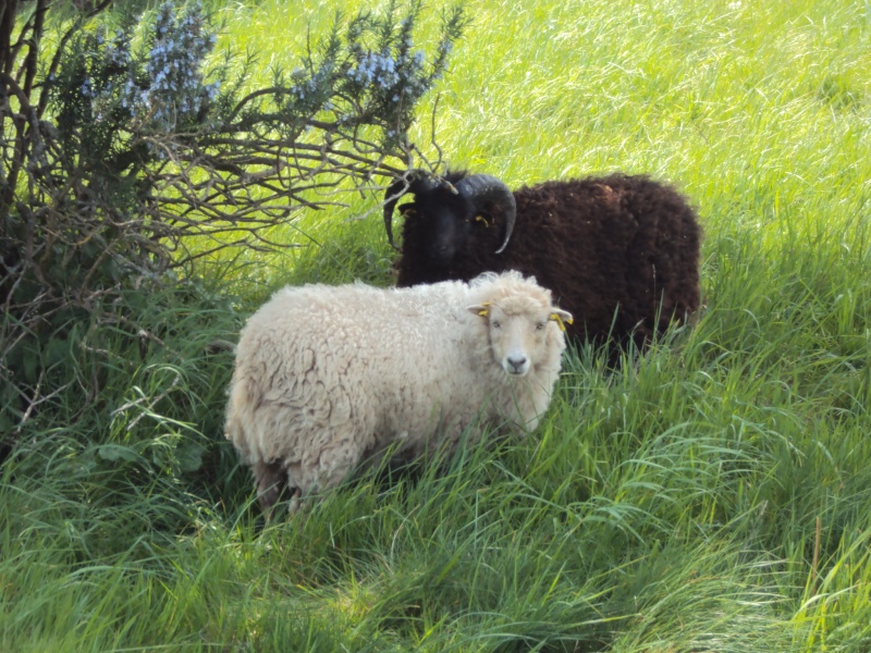 moutons - Nos moutons Mouton10
