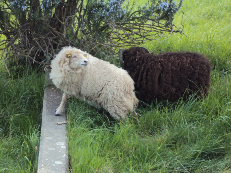 moutons - Nos moutons Mouton11