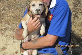 SPEEDY, beagle femelle, 9 ans (11) Image_12