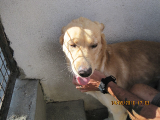 diamond - Diamond labrador mâle sable de 4 ans en Fa Chez Dadatsun Img_0610