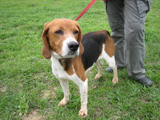 ROXANNE, beagle femelle, 10 ans (11) Roxann10