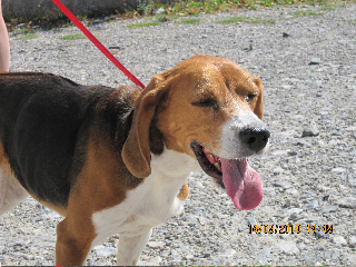 ROXANNE, beagle femelle, 10 ans (11) Roxann11