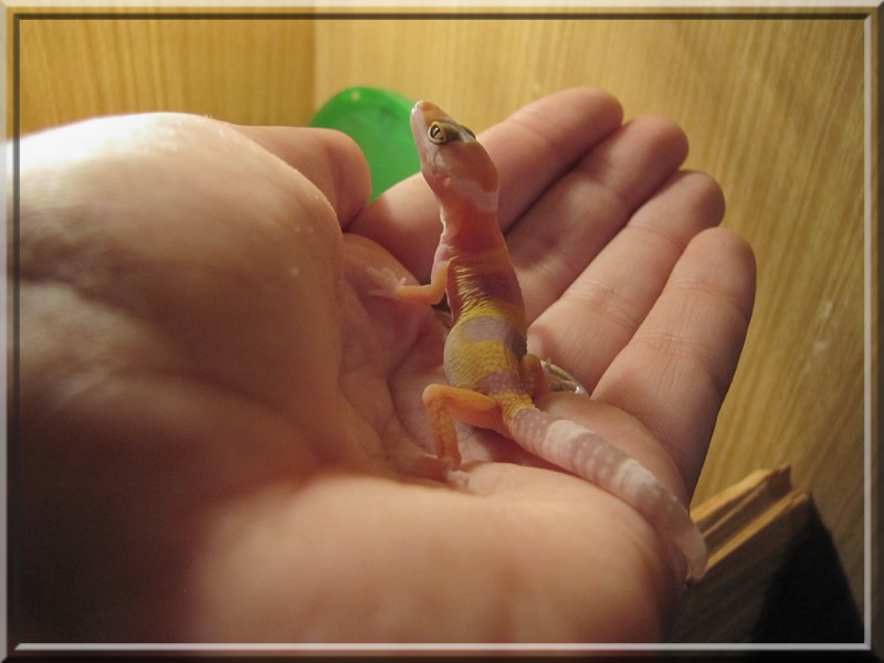 bébé gecko Img_0712