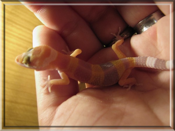 bébé gecko Img_0716