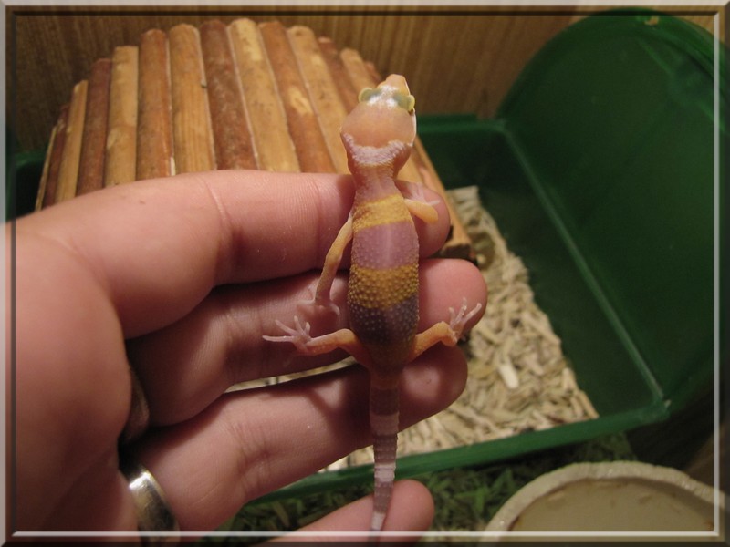 bébé gecko Img_0721