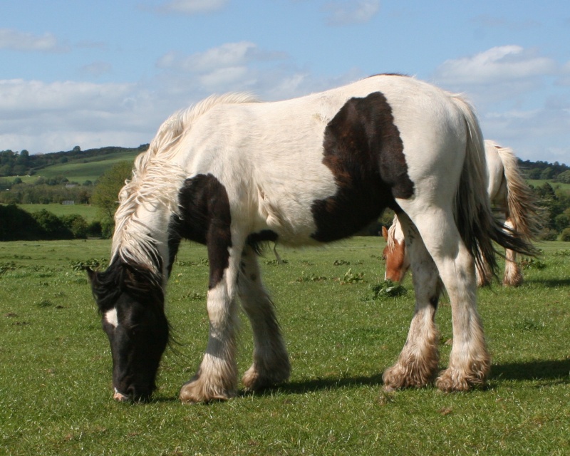 New photos! Cairnview, des nouvelles des yearlings! Alpenm10