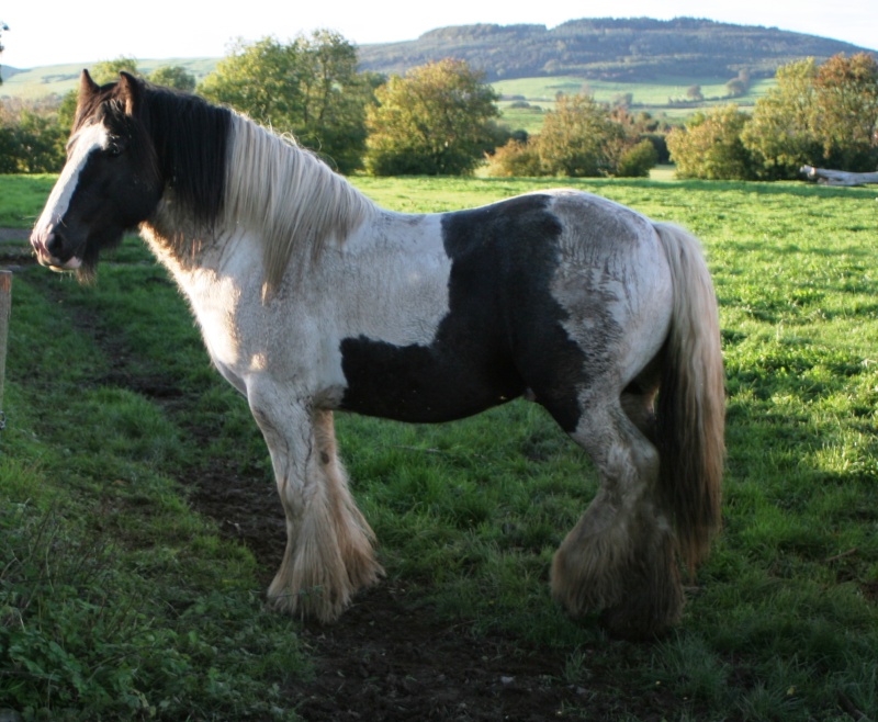 Étalons "fondateurs" irlandais... Fitzma15