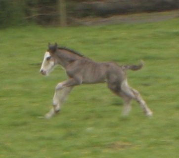 11 - 77 IC... Blue Bounty, 9eme petit gars de l'annee a Cairnview Foals216