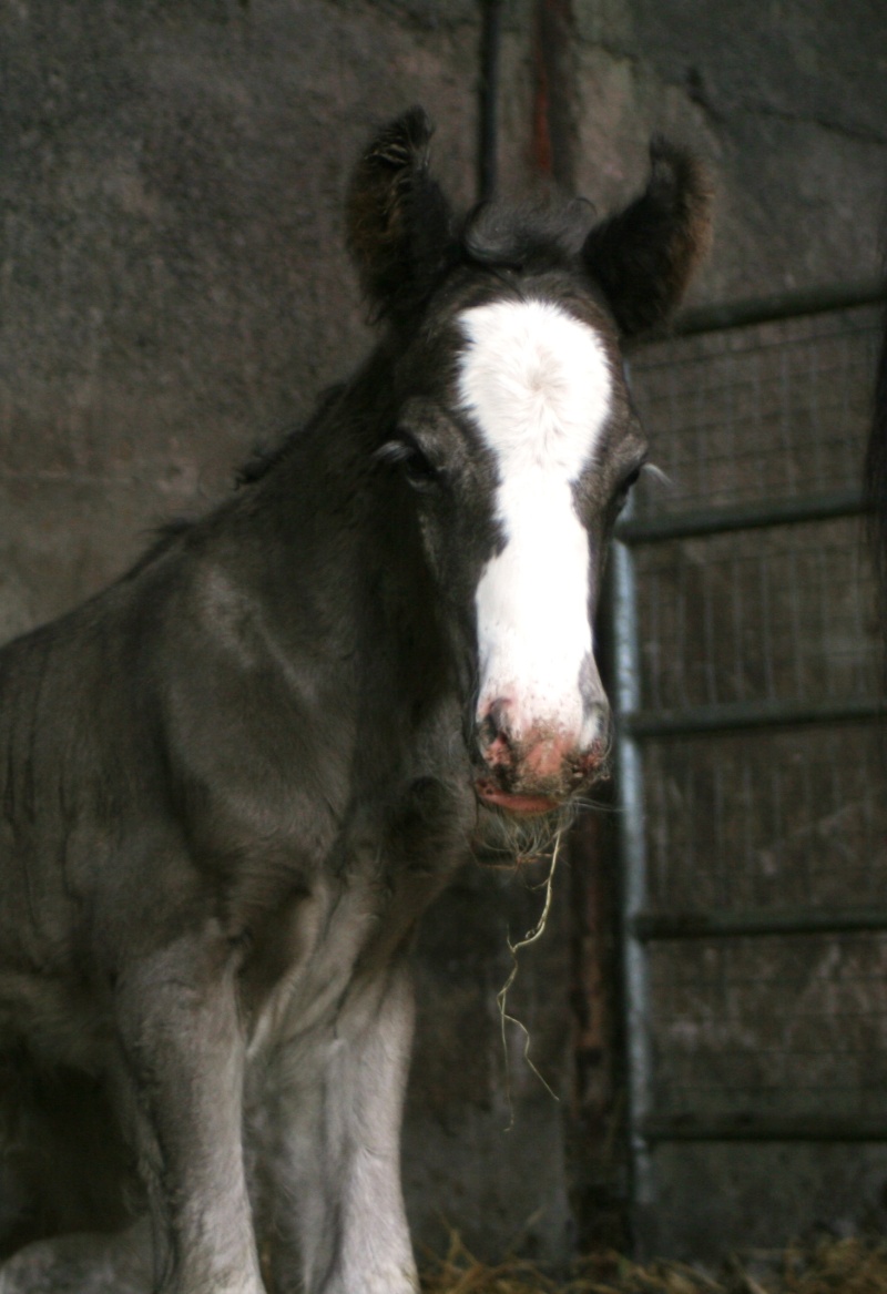 11 - 79 IC... Brandon,10eme petit gars de l'annee a Cairnview Foals219