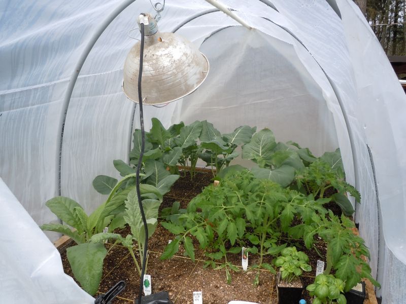 Heated Hoop Houses Dscn0314