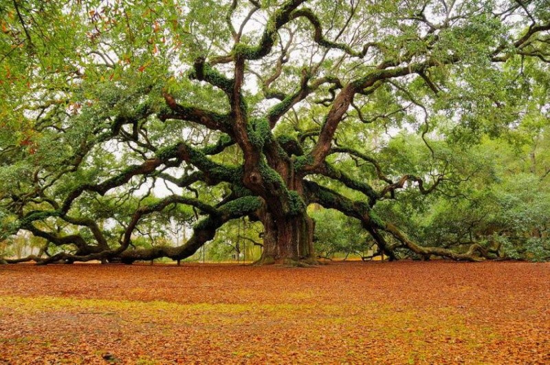 The Old Oak Style – A possibility for Bonsai?? Angel-10