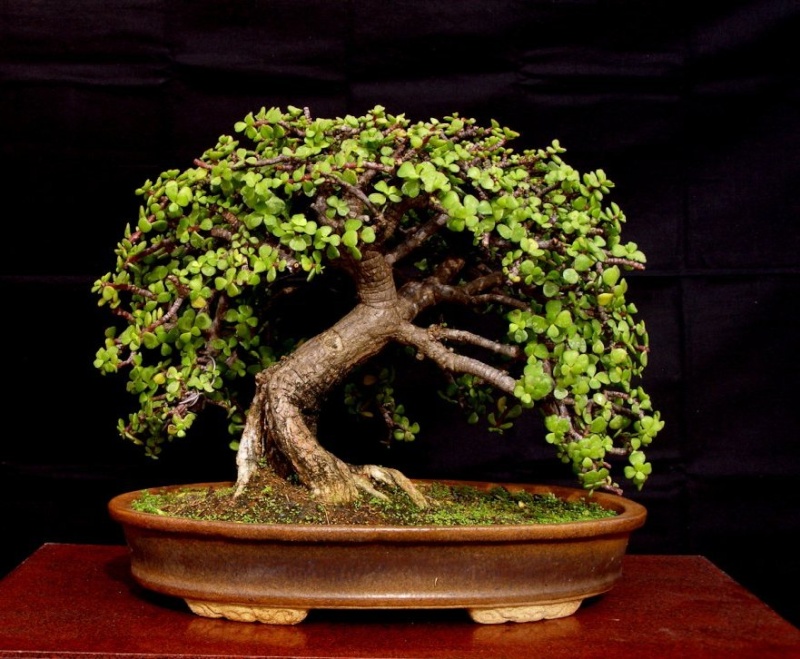 The Old Oak Style – A possibility for Bonsai?? Jade11