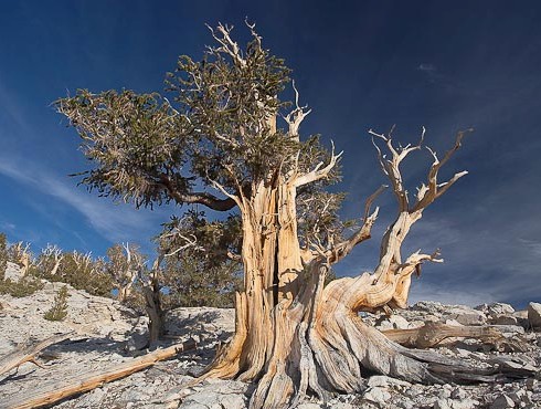 Trees in May 2011 Pinus-10
