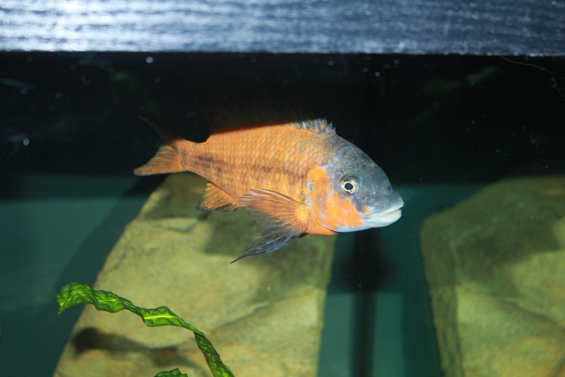 Petrochromis Sp Red Img_1112