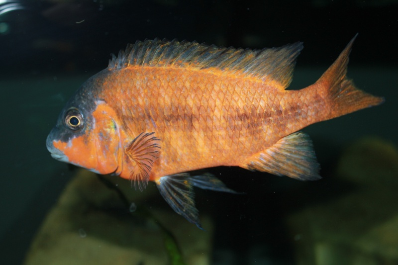 Petrochromis Sp Red Img_1113