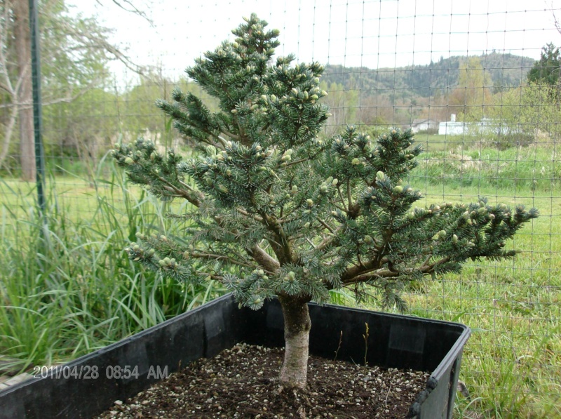 Colorado Blue Spruce 'Globosa' Project  Colora10