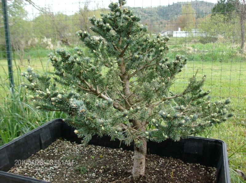 Colorado Blue Spruce 'Globosa' Project  Colora11