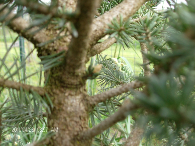 Colorado Blue Spruce 'Globosa' Project  Colora14