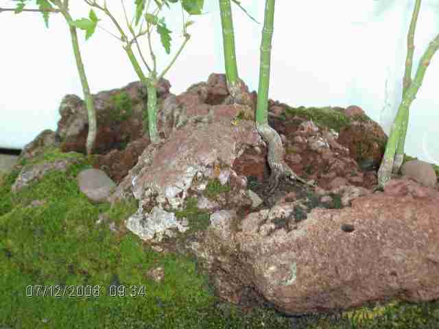 Rocks/stones for landscape plantings... not for suiseki Hpim0210