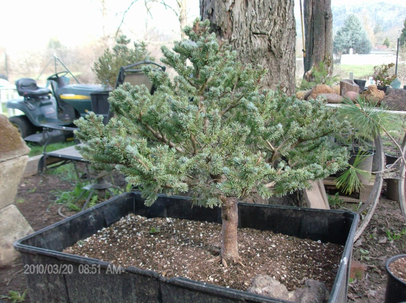 Colorado Blue Spruce 'Globosa' Project  New_ad10