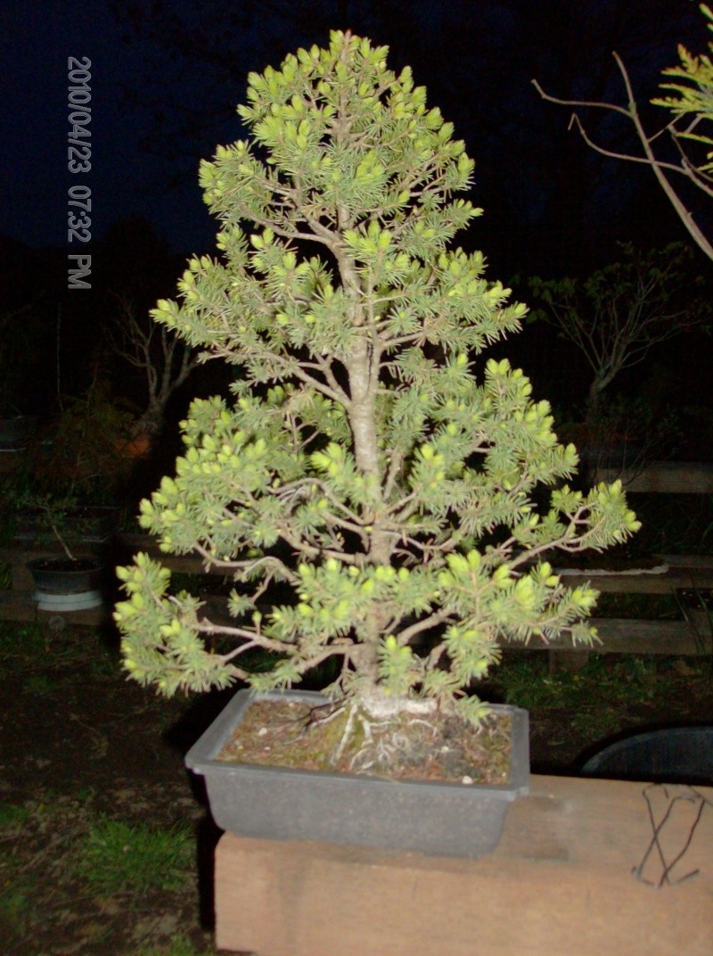 Colorado Blue Spruce 'Globosa' Project  Nite_p11