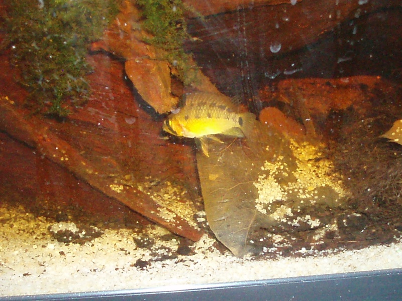 Apistogramma sp Putumayo F0 P1160013