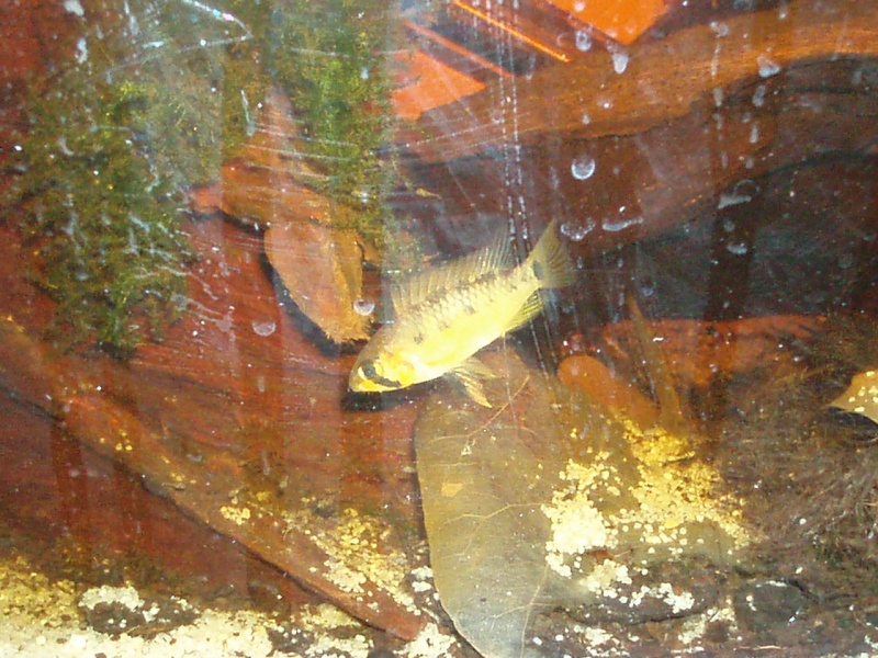 Apistogramma sp Putumayo F0 P1160016