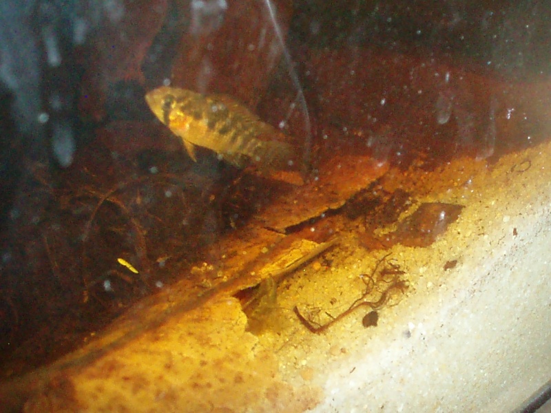 Apistogramma sp. Vielfleck F1 P2120218