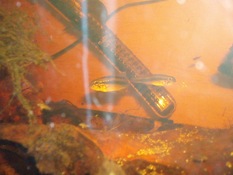 Apistogramma cf Pulchra "novo aripuana" F2 P2140014