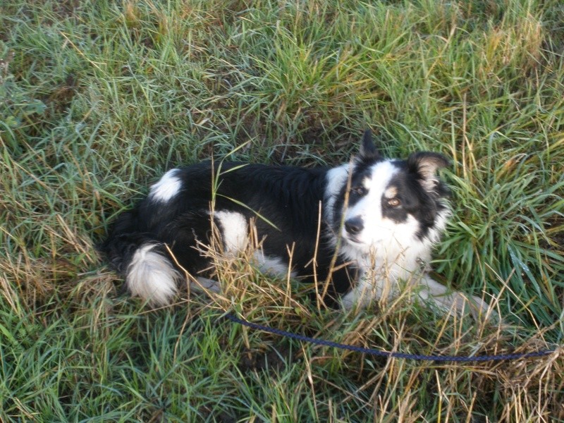 [ ADOPTE ]Dusty,mâle border  besoin de douceur (SPA du 81) - Page 3 Pa010115