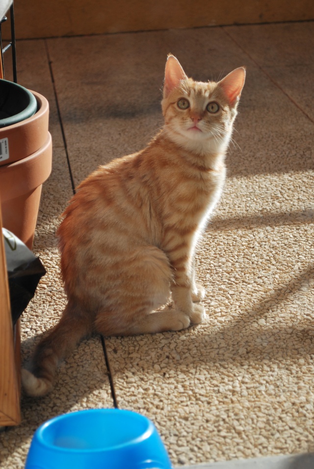 Photos chatons sur mon balcon Photo105