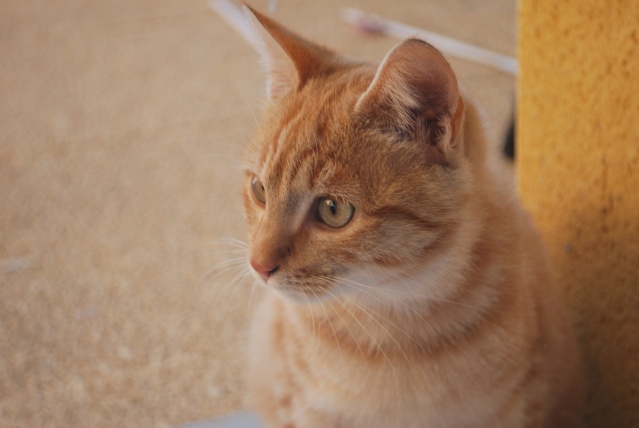 Photos chatons sur mon balcon - Page 2 Photo173