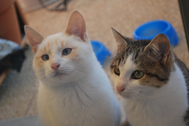 Photos chatons sur mon balcon - Page 2 Photo175