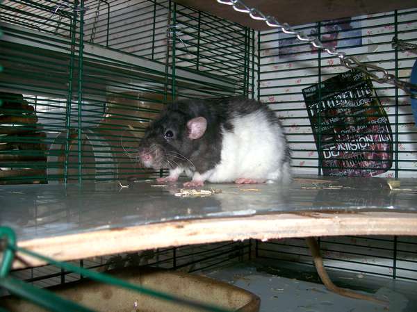 nos rats 02410