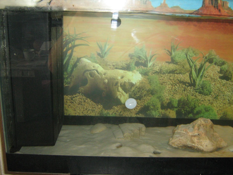 Mon nouvelle aquarium pour mes pepetes Img_0611