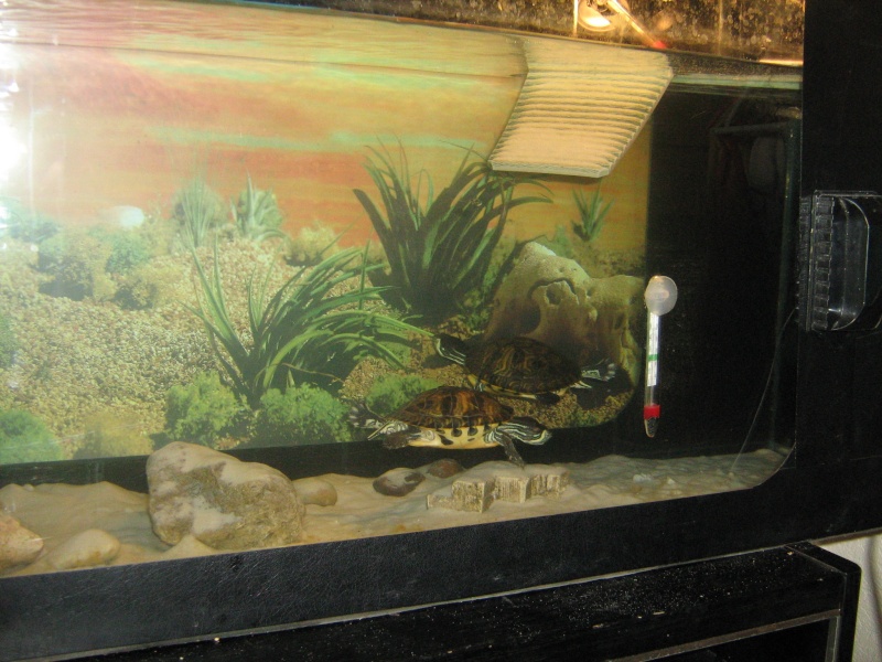 Mon nouvelle aquarium pour mes pepetes Img_0612