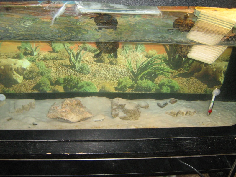 Mon nouvelle aquarium pour mes pepetes Img_0613