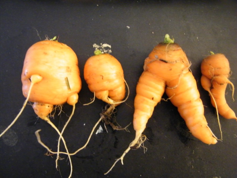Carrots 10_oct14