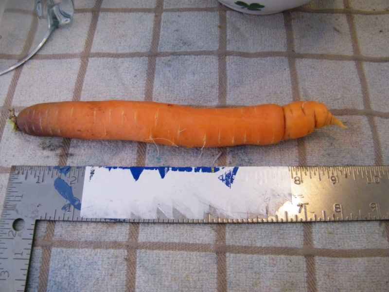 Stupid carrot tricks 5_may_11
