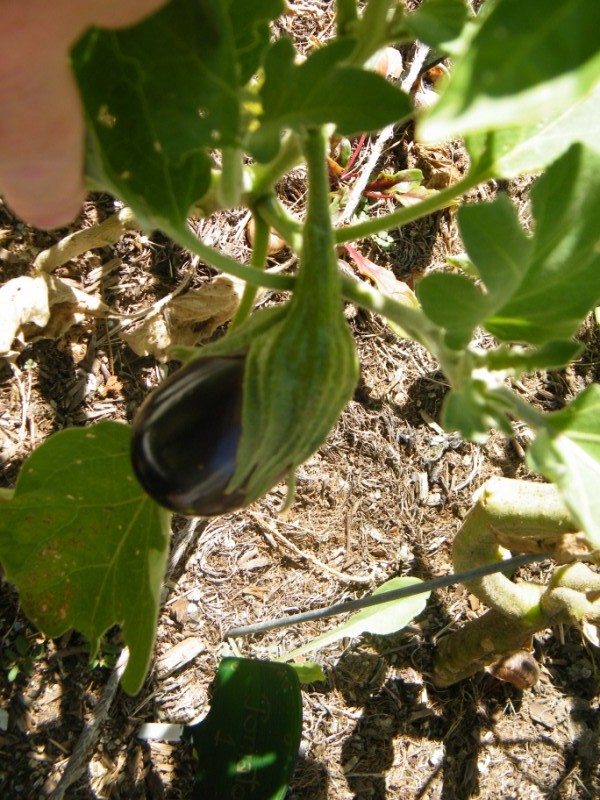 eggplant - Eggplant Siting Eggpla10