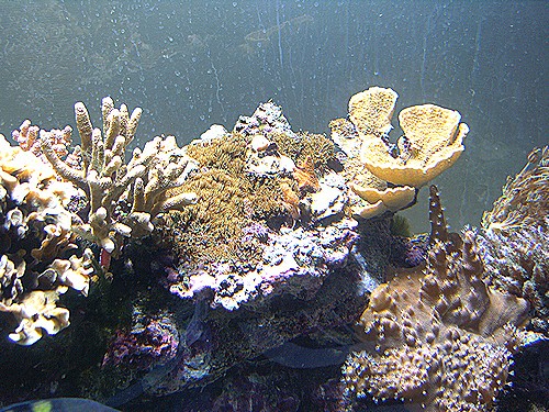 Mon aquarium, un bordel complet !!!! Pict1614