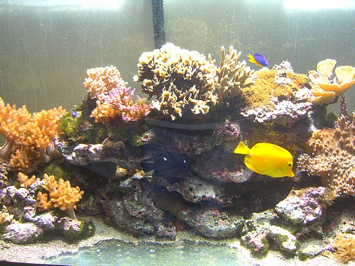 Mon aquarium, un bordel complet !!!! Pict1623