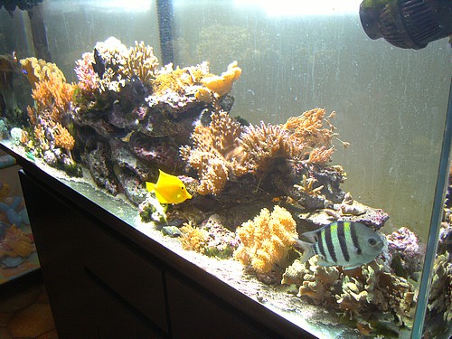 Mon aquarium, un bordel complet !!!! Pict1625