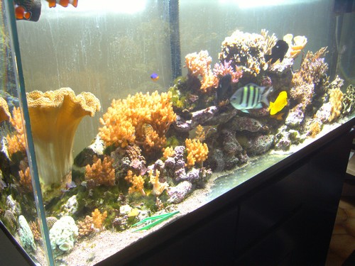 Mon aquarium, un bordel complet !!!! Pict1630