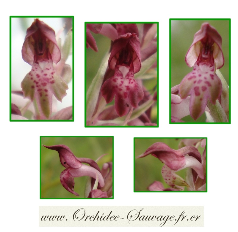 Gros plan sur quelques Orchidées Sauvages de france !... Anacam10