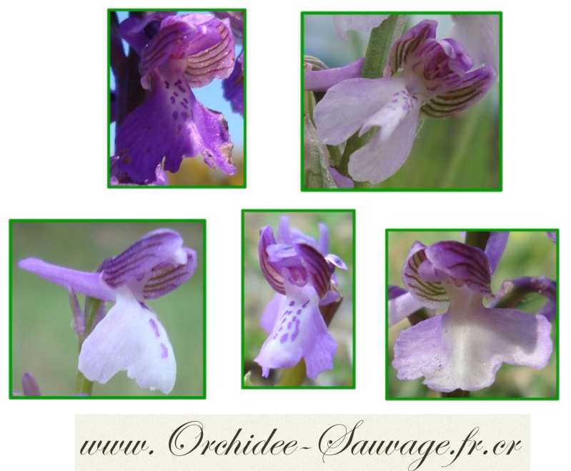 Gros plan sur quelques Orchidées Sauvages de france !... Anacam11