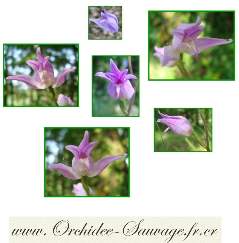 Gros plan sur quelques Orchidées Sauvages de france !... Cephal11